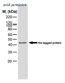 OriGene SM1693PX image 1