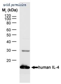 OriGene SM1702P image 1