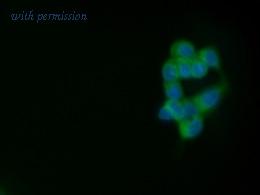 OriGene SM1708F image 1