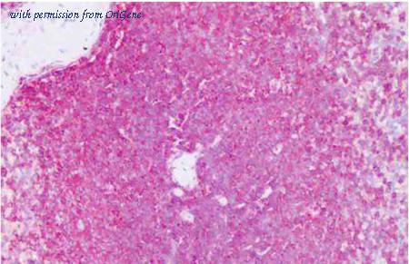 OriGene SM1744PT image 1