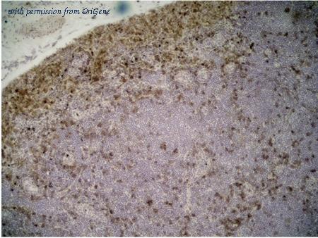 OriGene SM1763P image 1