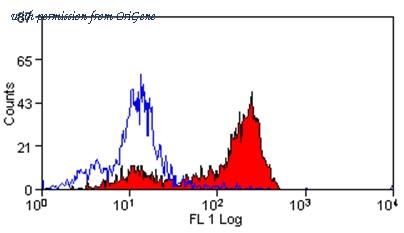 OriGene SM1783LE image 1