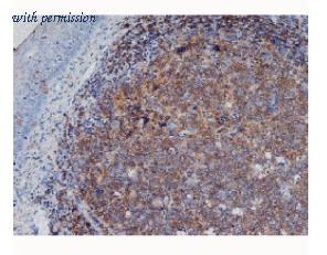 OriGene SM1796PT image 1