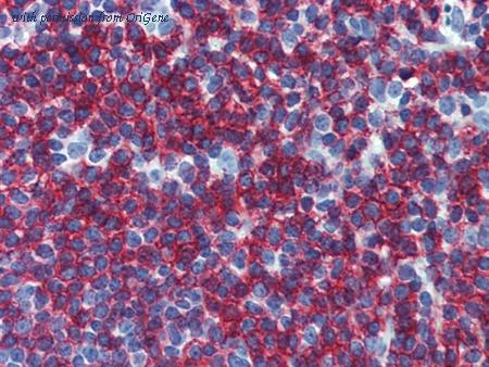 OriGene SM1797PS image 1
