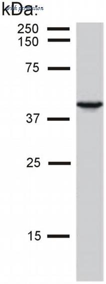 OriGene SM1822B image 1