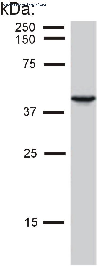 OriGene SM1822PS image 1