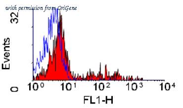 OriGene SM1899P image 1