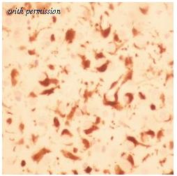 OriGene SM2011PT image 1