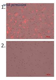 OriGene SM2012P image 1