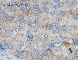 OriGene SM2289P image 1