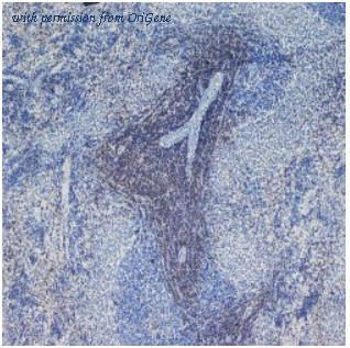 OriGene SM255PX image 1