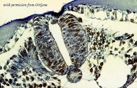 OriGene SM3005P image 1