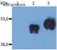 OriGene SM3009APC image 1