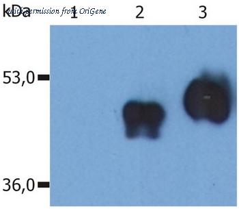 OriGene SM3009AS image 1