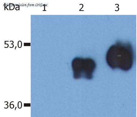 OriGene SM3009P image 1