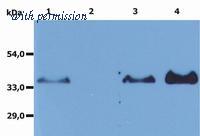 OriGene SM3014AS image 1