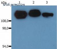 OriGene SM3016P image 1