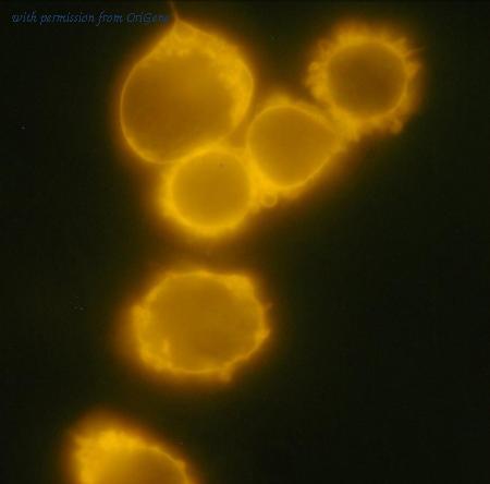 OriGene SM3018R image 1