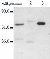 OriGene SM3019P image 1