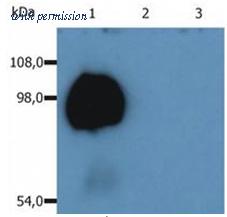 OriGene SM3023F image 1