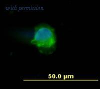 OriGene SM3025PP image 1