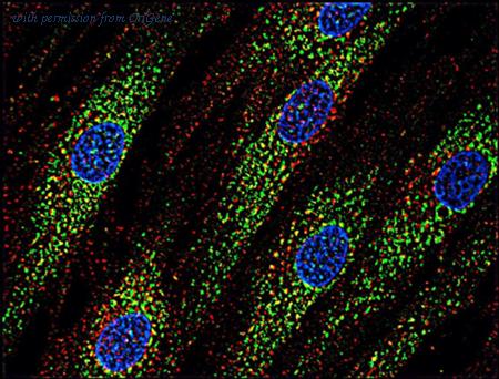 OriGene SM3035P image 1