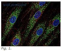 OriGene SM3035R image 1