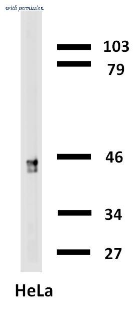 OriGene SM3043B image 1