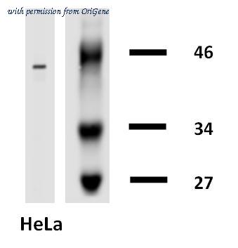 OriGene SM3044B image 1
