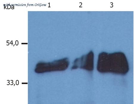 OriGene SM3044P image 1