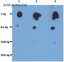 OriGene SM3051AF image 1