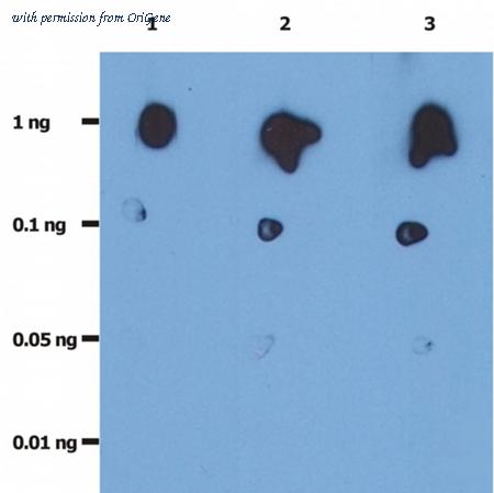 OriGene SM3051P image 1