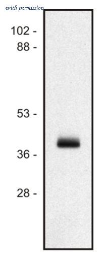 OriGene SM3052P image 1