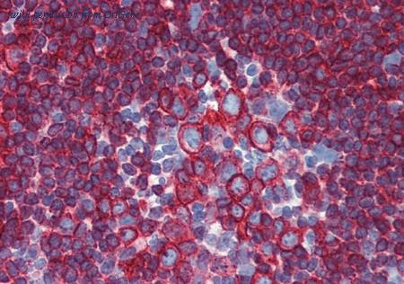 OriGene SM3055P image 1