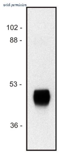 OriGene SM3056P image 1