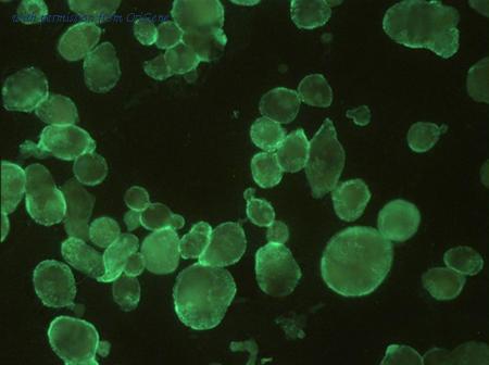 OriGene SM3058P image 1