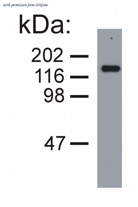 OriGene SM3068P image 1