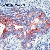 OriGene SM3073P image 1