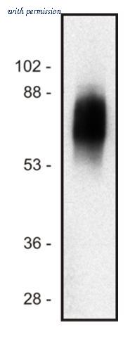 OriGene SM3074P image 1
