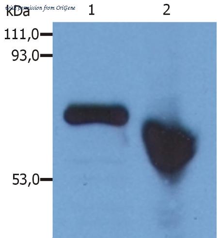 OriGene SM3089P image 1