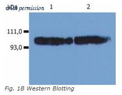 OriGene SM3103APC image 1