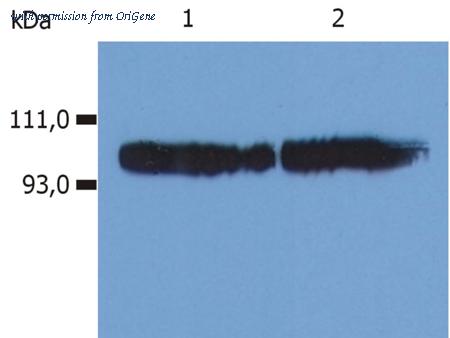 OriGene SM3103P image 1