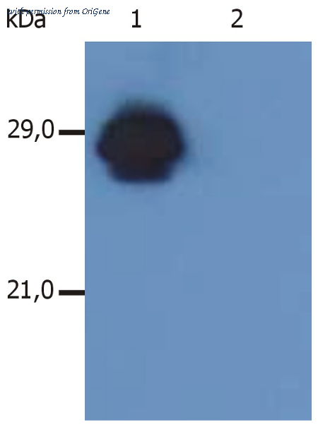 OriGene SM3112F image 1