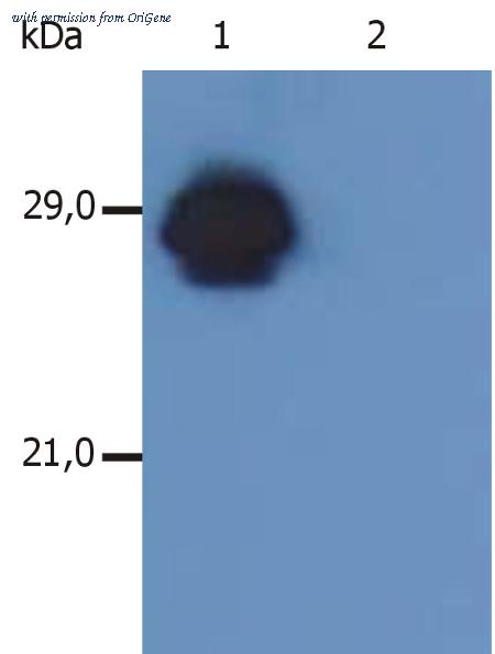 OriGene SM3112P image 1