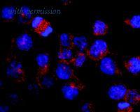 OriGene SM3118P image 1