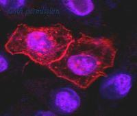 OriGene SM3131LE image 1
