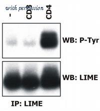 OriGene SM3137P image 1