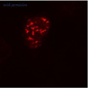 OriGene SM3146P image 1