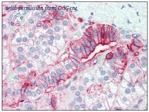 OriGene SM3153P image 1