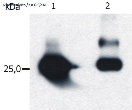 OriGene SM3155P image 1